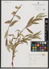 Foto von Salix alba L.